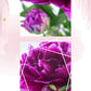 650+ Styled Blogging Photo Library